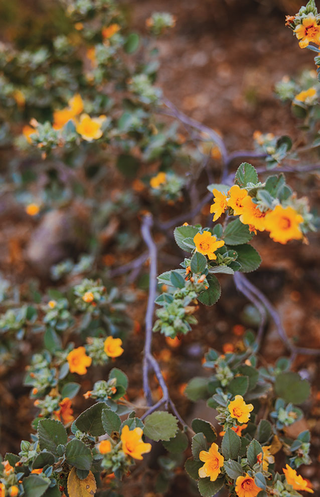 a close up of a plant