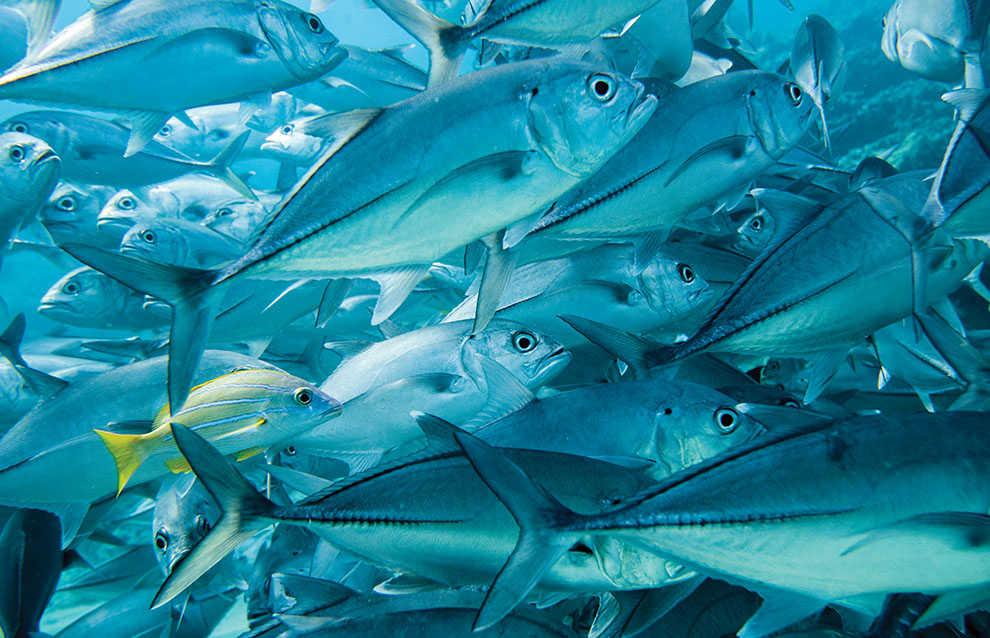 School of fish
