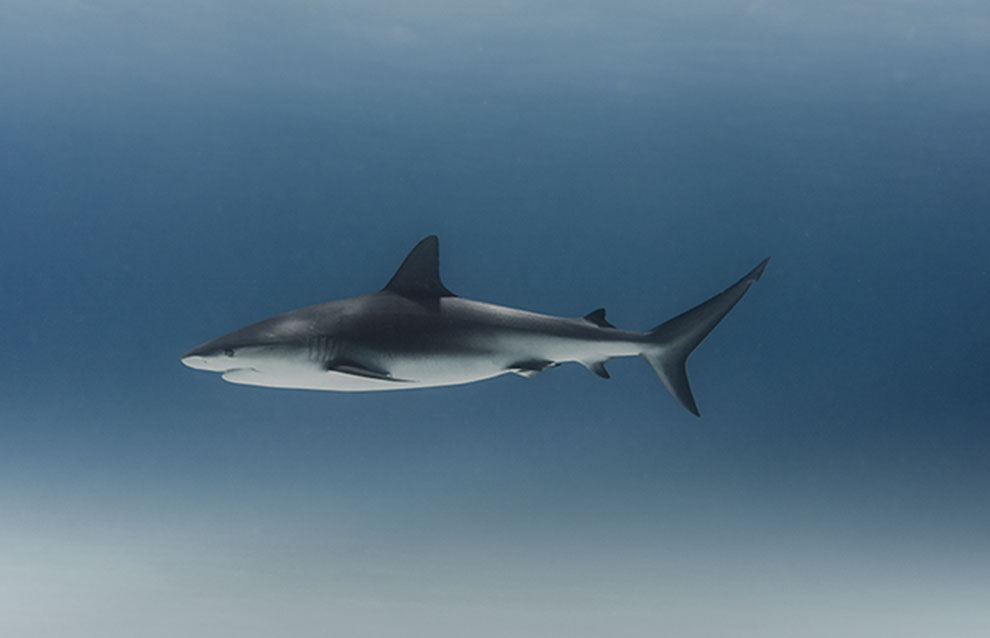 a shark swimming in the water