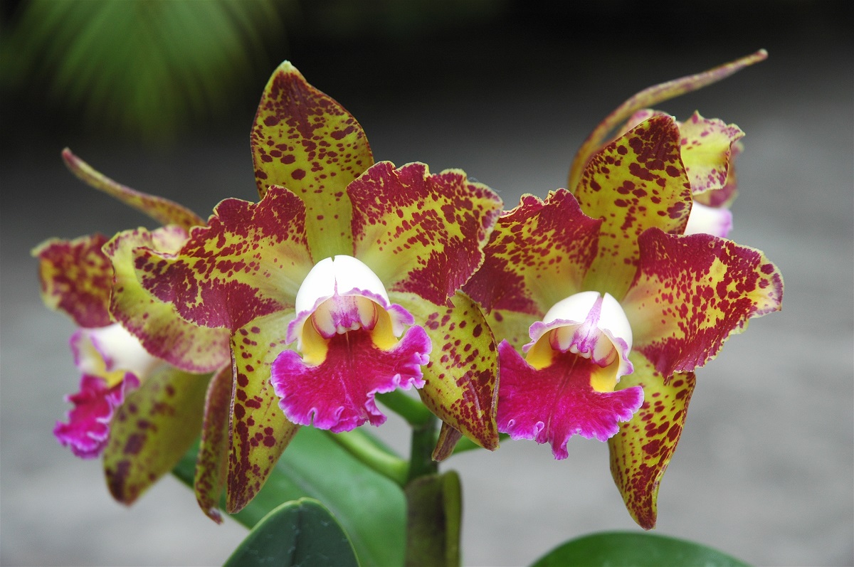Orchid blossoms